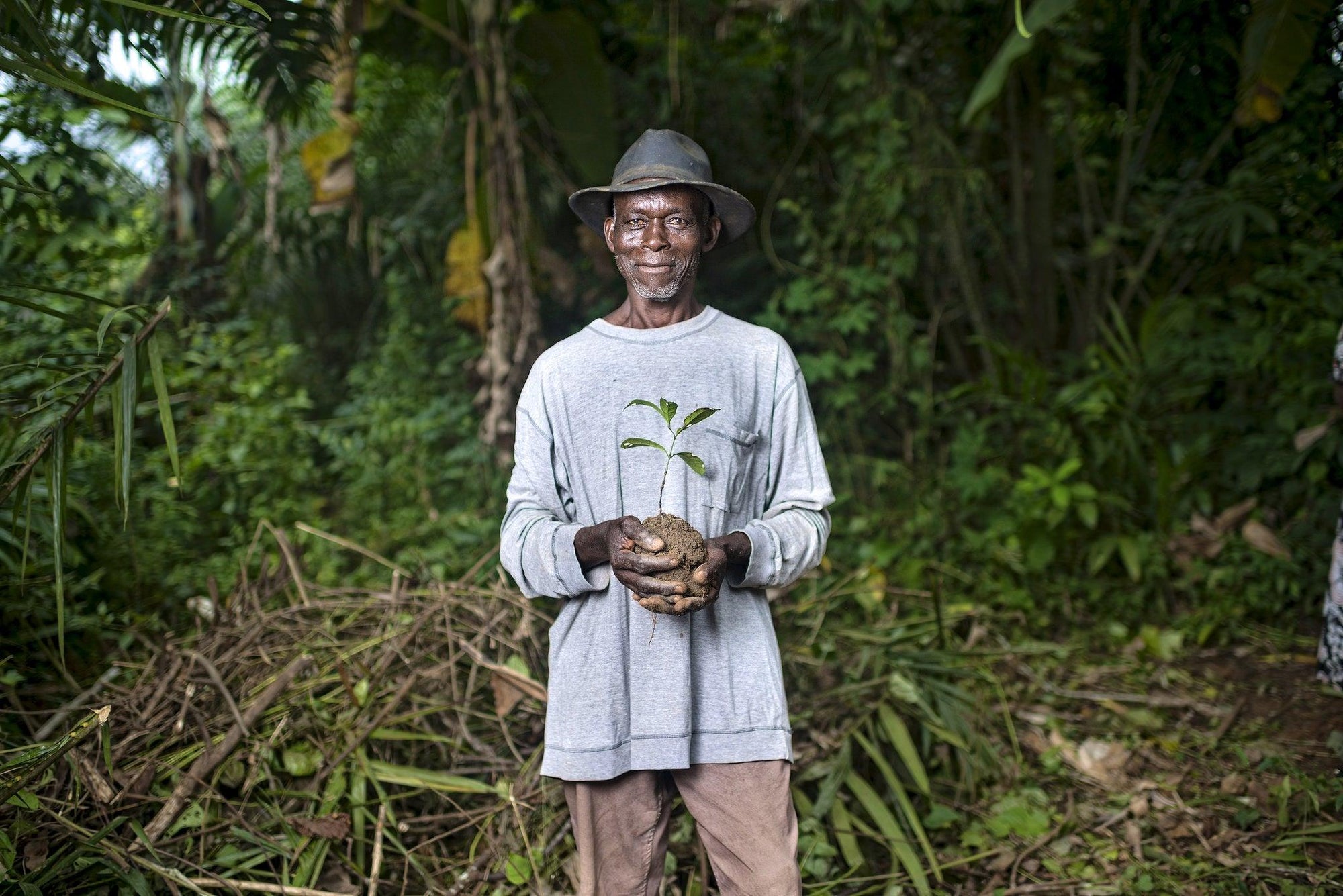 7 Reasons Why Trees are Important - Lost in Samsara